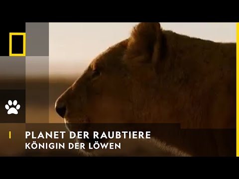 Youtube: PLANET DER RAUBTIERE - Königin der Löwen | National Geographic