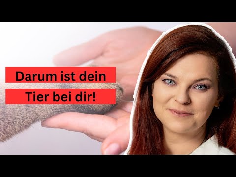 Youtube: Seelenverträge zwischen Mensch und Tier - DIE Erkenntnis