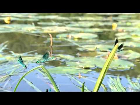 Youtube: Libellenflug - Gebänderte Prachtlibellen (Calopteryx splendens) im Zeitraffer