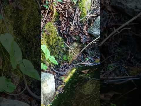 Youtube: Mauereidechse trinkt #eidechse #podarcis #tiervideo #naturvideo #reptilien #wildlife #shorts #short