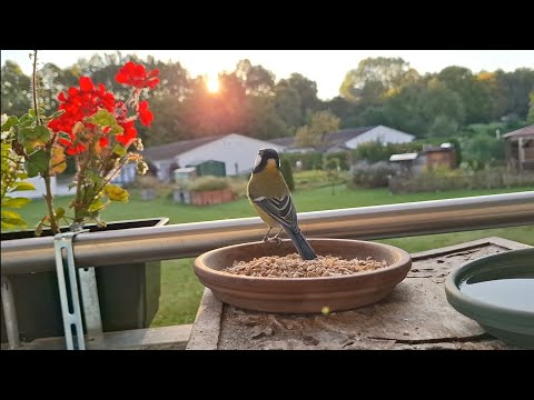 Youtube: Der frühe Wurm hat einen Vogel!!!
