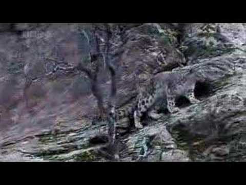 Youtube: Mountain Goat vs Snow Leopard