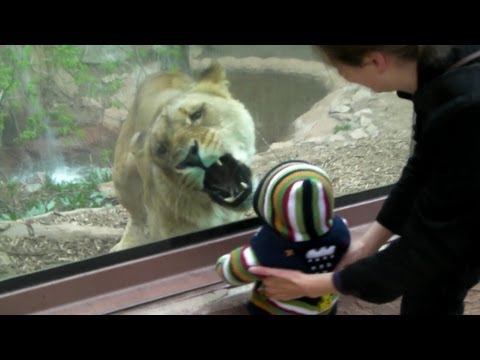 Youtube: Lioness tries to eat baby at the zoo.