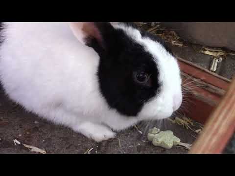 Youtube: Hilfe, mein Kaninchen ist aggressiv! Woran liegt es? Was soll ich tun? | M. Mörki