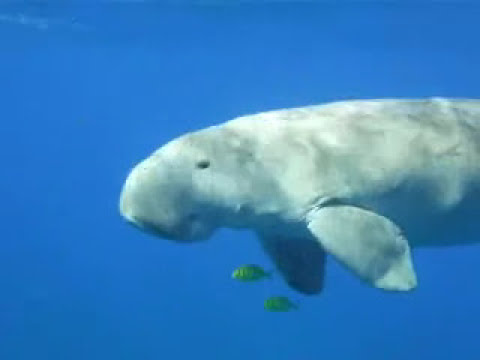 Youtube: Dugong