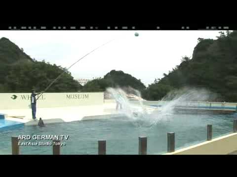 Youtube: ARD-Tagesthemen zur Delfinjagd in Japan