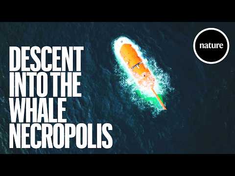 Youtube: Whale graveyard discovered 7km under the sea