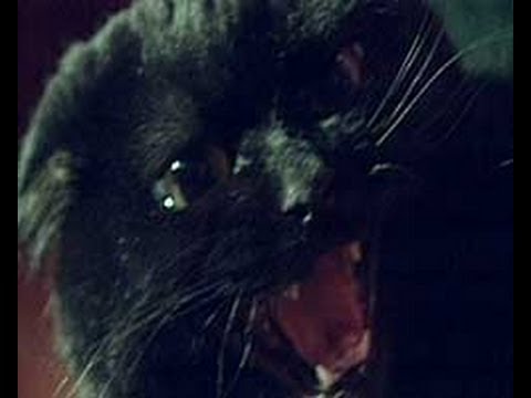 Youtube: Part 1 Black Cat of Killakee - Animal X Classic | Storyteller Media