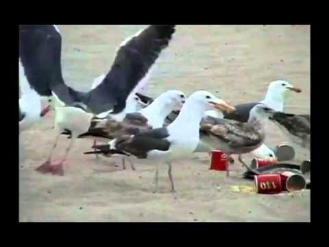 Youtube: SHIT STORM! Laxatives fed to Seagulls on the beach
