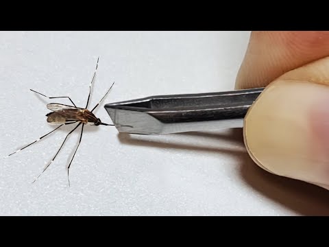 Youtube: 내 딸의 피를 빨아먹은 모기 참교육하기 (feat.사마귀)