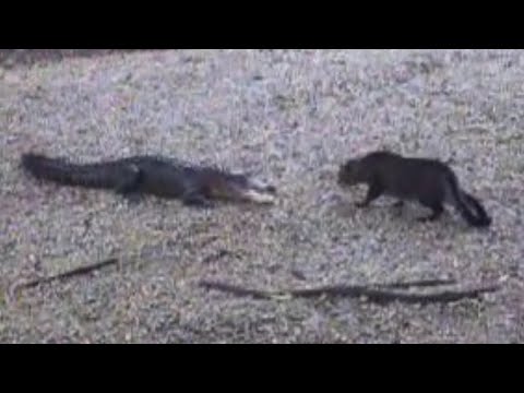Youtube: Now Who's The Scaredy Cat? | Alligator vs. Housecat
