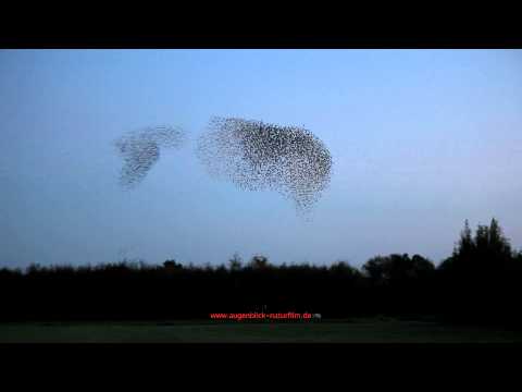 Youtube: Tanz der Stare - Dance of the starlings