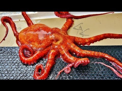 Youtube: Octopus Escape!