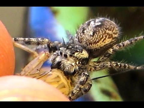 Youtube: Hand Feeding my Jumping Spider!