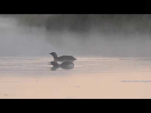 Youtube: Two red-throated divers (Gavia stellata) on a lake, vocalising, Iceland