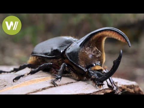 Youtube: Käfer - Ein lukratives Geschäft
