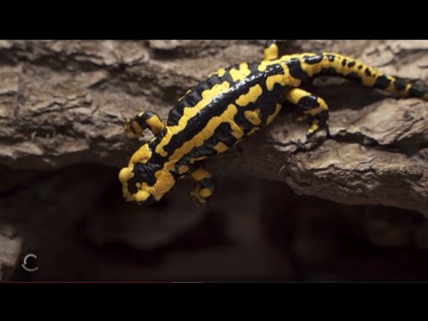 Youtube: Tatort Wald - das stille Sterben der Feuersalamander