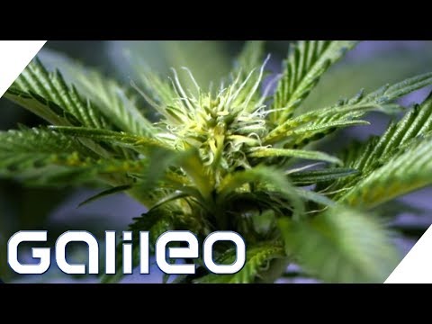 Youtube: Darum ist Cannabis verboten | Galileo | ProSieben