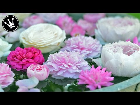 Youtube: DIY - ROSEN DURCH STECKLINGE VERMEHREN | Rosen im Juni-August selber vermehren |  DekoideenReich