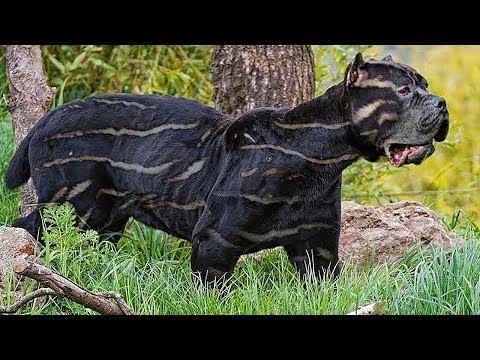 Youtube: 10 seltenste Hunderassen der Welt!