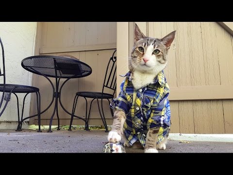 Youtube: my cat, pecan the nut, rings bell for treats: pavlov's kitty!