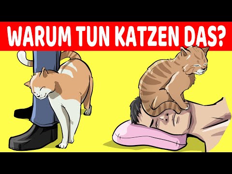 Youtube: 15 Seltsame Verhaltensweisen Von Katzen Endlich Erklärt!