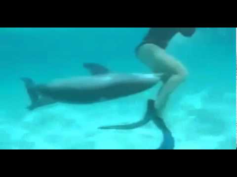 Youtube: Verliebter Delfin nervt Taucher - WEB.DE.flv