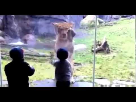 Youtube: Lustig  Löwe und Kind spielen Abklatschen