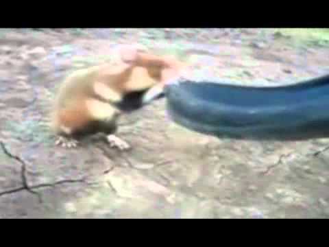 Youtube: Killer Hamster greift 2 Russen an