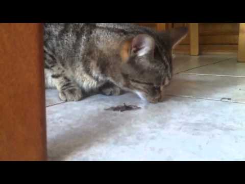 Youtube: Katze frisst Spinne - Cat eat Spider