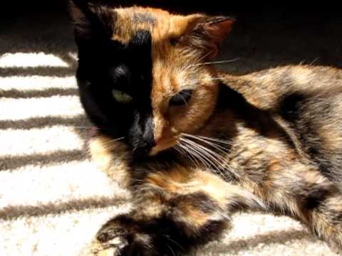 Youtube: Venus the Chimera split face, two face, odd eye, 2 diff color eyes... cat gone viral