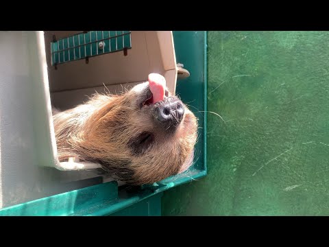 Youtube: Athena the Sloth Yawns