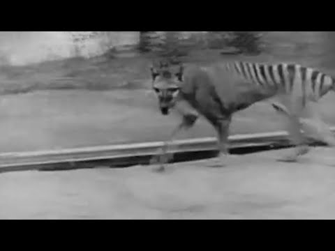 Youtube: Australischer Beutelwolf: Das Ende eines besonderen Tigers