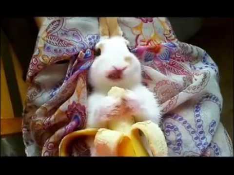 Youtube: Adorable Bunny Rabbit Eating A Banana