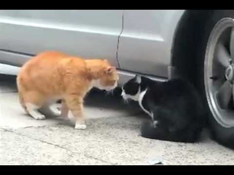 Youtube: Talking Cat Turf War