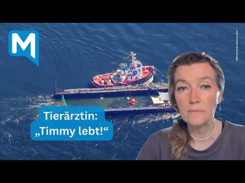 Youtube: Lebt Buckelwal „Timmy“ noch? Das sagt Tierärztin Kirsten Tönnies