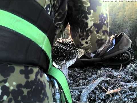 Youtube: ESTLAT Osprey Nest - Ringing Part II. 19.07.2012.