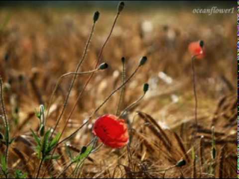 Youtube: ♥♫ Fields Of Gold by KEVIN KERN♥♫(Relaxing, soothing piano music)♥♫