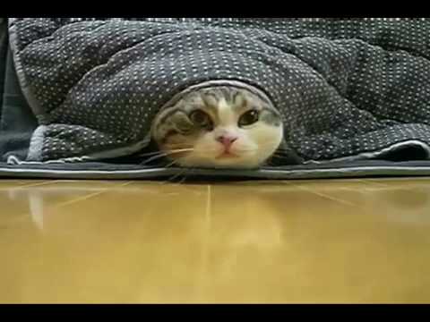 Youtube: I am Maru - The funniest cat on the planet