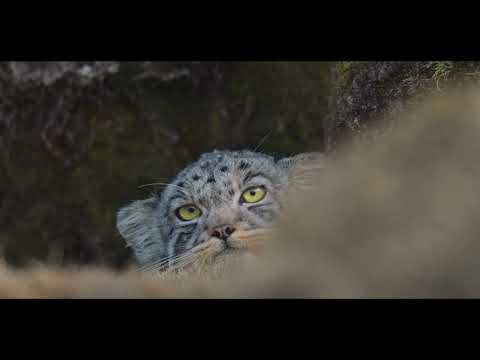 Youtube: Nick Cave & Warren Ellis - We Are Not Alone (La Panthère des Neiges)