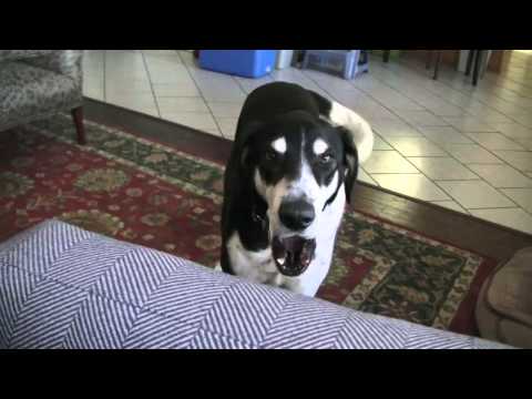 Youtube: Dog Wants a Kitty