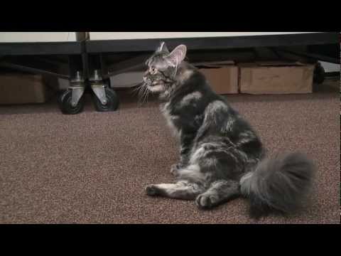 Youtube: Flipper the Robot cat CMO