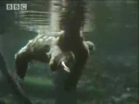Youtube: Swimming Sloth