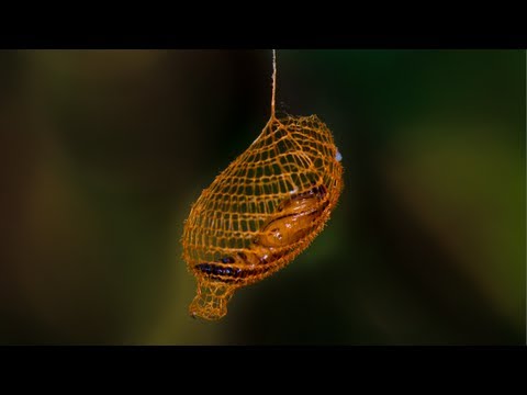 Youtube: Nature's 3D Printer: MIND BLOWING Cocoon in Rainforest - Smarter Every Day 94