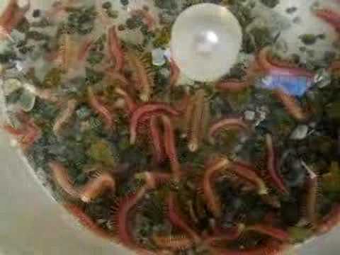 Youtube: Methane Worms