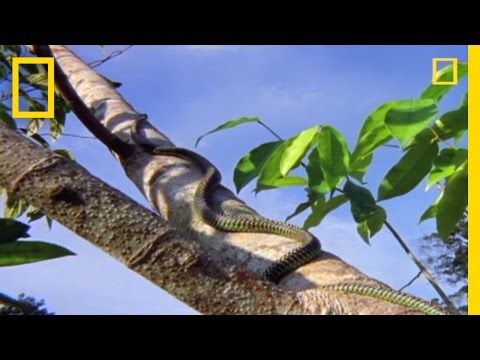 Youtube: Flying Snake Hunts Leaping Lizard | National Geographic