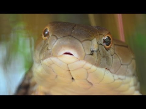Youtube: King Cobra Attack - Very Fast Cobra Attack 🇹🇭Thailand VLOG | ThailandSnakesCom