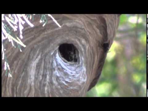 Youtube: Bald Face Hornet Attacks Yellow Jacket