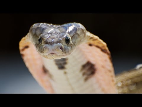 Youtube: Cobra Screaming 01 - Real Video