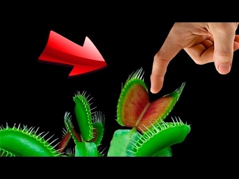 Youtube: EXPERIMENT - Fleischfressende Pflanze VS Wurstfinger | Was passiert?